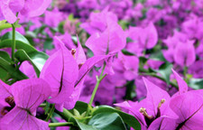 Bougainvillea Purple Small