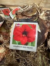 Amaryllis Red Velvet -