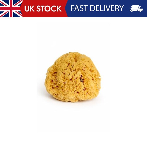 Real sea sponge for - sea,