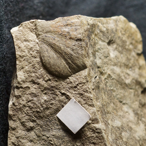 Very rare fossil - , detailed
