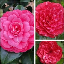 2 x Camellia Plants  'Princess Baciocchi' - Flowering Shrubs Garden 9cm Pots