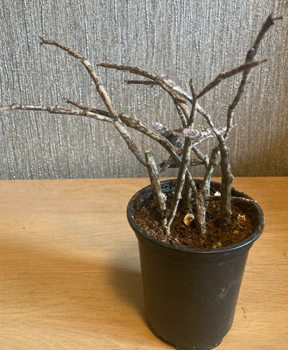Euphorbia platyclada dead - euphorbia,