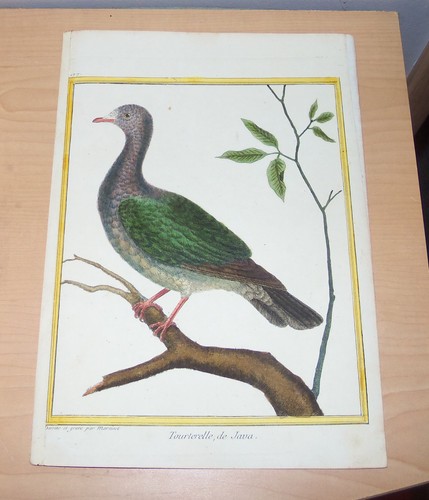 Tourterelle java dove - tourterelle, java.