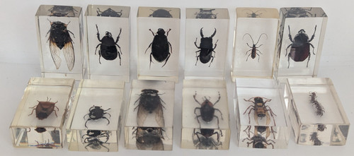 Collectible taxidermy bugs - taxidermy,