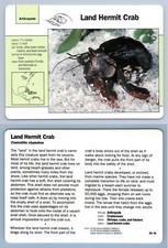 Land hermit crab 18 - hermit,