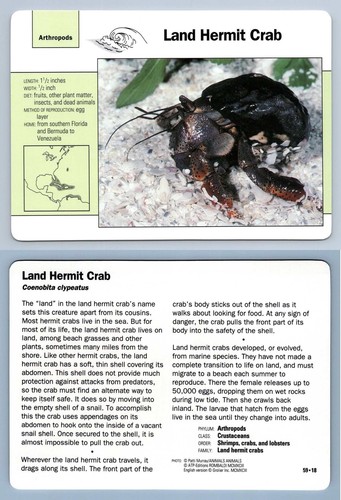 Land hermit crab 18 - land,