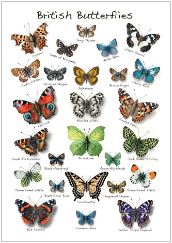 British butterflies - british,