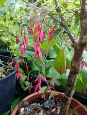 Hardy Fuchsia Microphylla David plant in 13cm pot approx. Purple & Red Flowers..