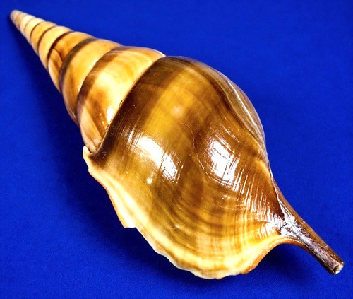 Tibia curta 125 8mm - tibia,