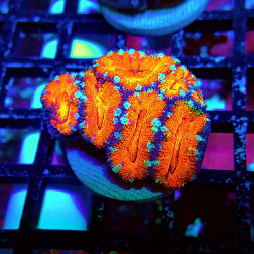 Wysiwyg acan lord coral frag - wysiwyg,