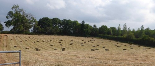 Hay bales for sale collection - hay,