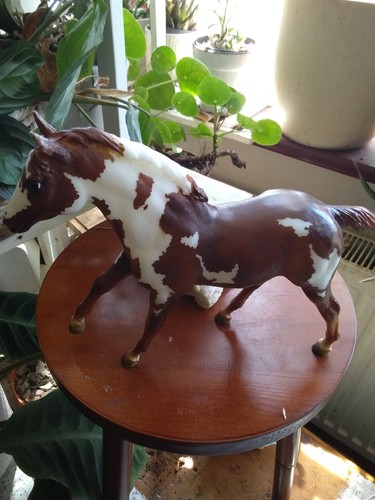 Pinto stallion with - pinto, brown