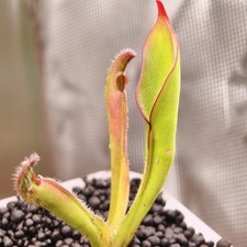 Heliamphora Nutans Kukenan
