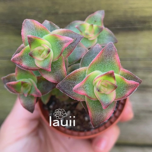 Crassula perforata variegated - perforata,