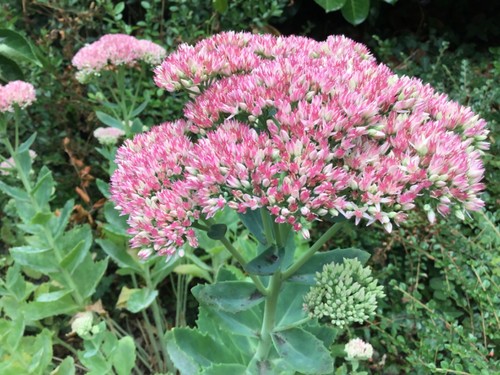 Pot sedum herbstfreude - sedum,