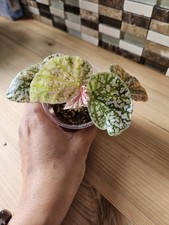 RARE - Snow Capped Begonia Pink Variegated Rooted Indoor Plant