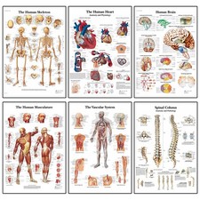 Human anatomy medical doctor - human,