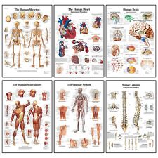 Human Anatomy Medical Doctor Anatomical Educational Posters | A5 A4 A3 A2 A1