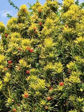 Golden Irish Yew Tree | 20+ seeds |  Taxus baccate fastigiata aurea. This years.