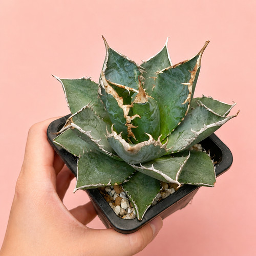 Rare white whale agave - rare,