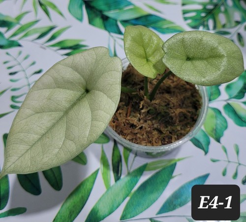 Alocasia sinuata albo - alocasia,