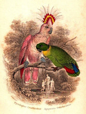 "MAJOR MITCHELL COCKATOO