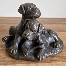 Heredities Boxer Puppies Cold