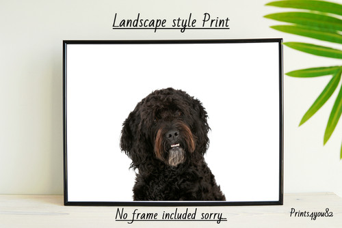 Barbet dog pet picture - dog, a4