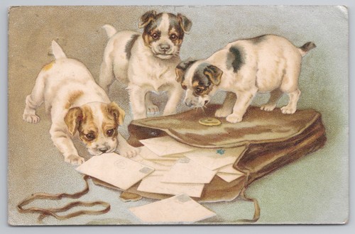 Three puppies raiding mailbag - three,