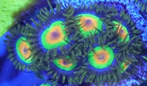 Wysiwyg rasta zoa - [wysiwyg],