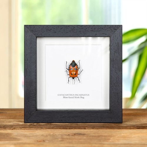 Taxidermy man faced stink bug - taxidermy, man-faced
