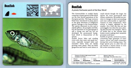 Sunfish bony fish - sunfish,
