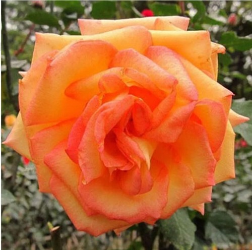 Rare orange rose flower - rare, seeds
