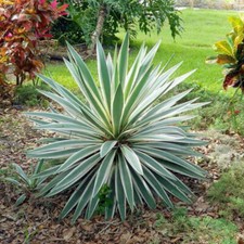 Yucca gloriosa Variegata -