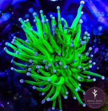 Cotton Candy Torch Coral Frag