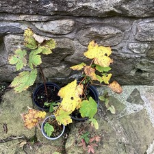 Sycamore mapleSaplings X3 Pot Grown well rooted! Leaves changed colour Autumn 