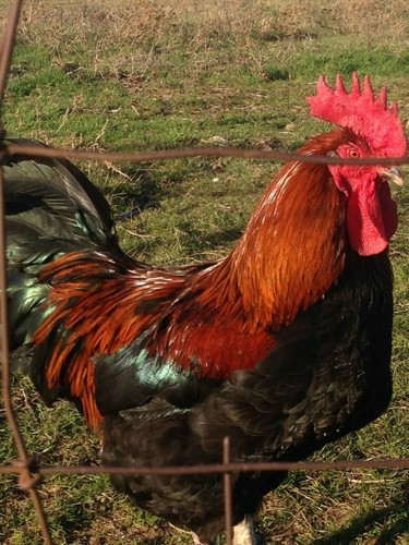 Black copper maran - black,