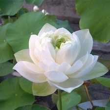 10 White Lotus Seeds Nelumbo