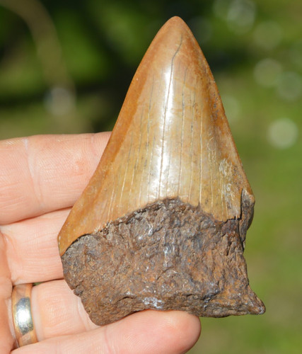Wow genuine megalodon - wow,,