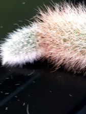 Hildewinteria Colademoninis