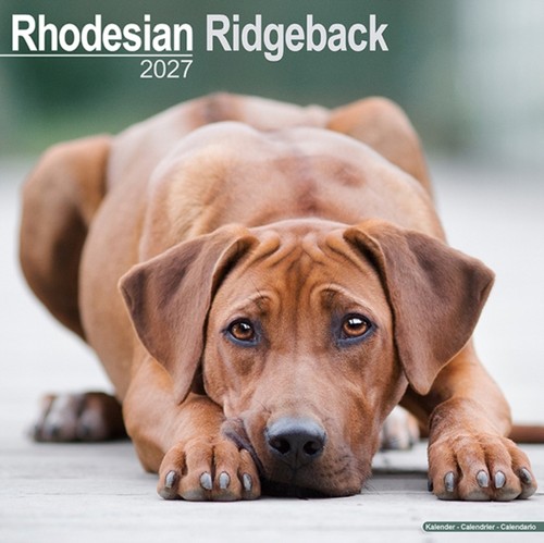 Rhodesian ridgeback - rhodesian,