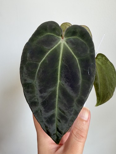 Anthurium hera blood - anthurium, hera’s