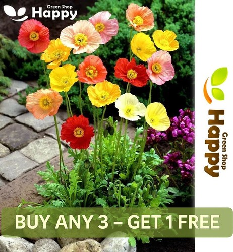Iceland poppy artists glory - iceland,