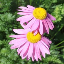 Tanacetum or Pyrethrum 'Robinson's Rose' / Hardy Perennial / 200 Seeds