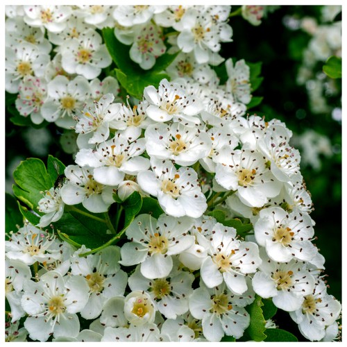 Hawthorn hedging plants - 25,