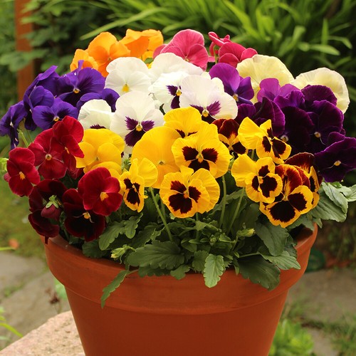 Pansy grande fragrance 20 - pansy,
