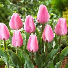 Synaeda amor tulips bulbs - 10,