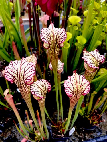 Sarracenia moorei lynda butt - moorei,