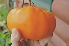 Giant Yellow Tomato Seeds-  10 Seeds - Low Acid  Comb. S/H - See Our Store