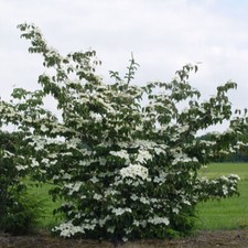 Cornus kousa National - Chinese Dogwood Grafted - Plant in 1 L Pot